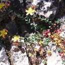 Image of Hypericum cuisinii Barbey