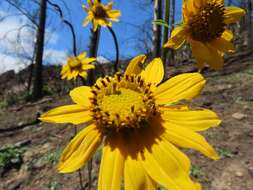 صورة Helianthella californica A. Gray