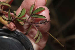 Plancia ëd Passiflora gracilens (A. Gray) Harms