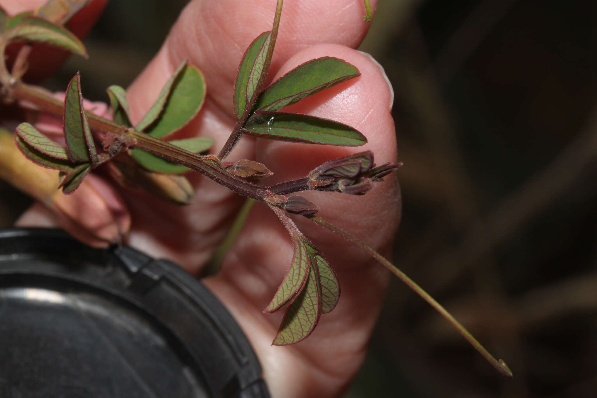 Image of Passiflora gracilens (A. Gray) Harms