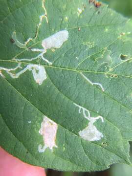 Image of Boxelder Leafroller Moth