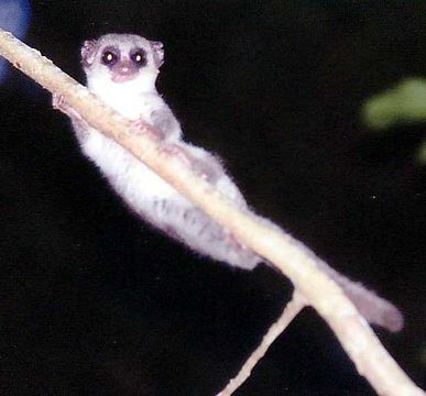 Image of fat-tailed dwarf lemur