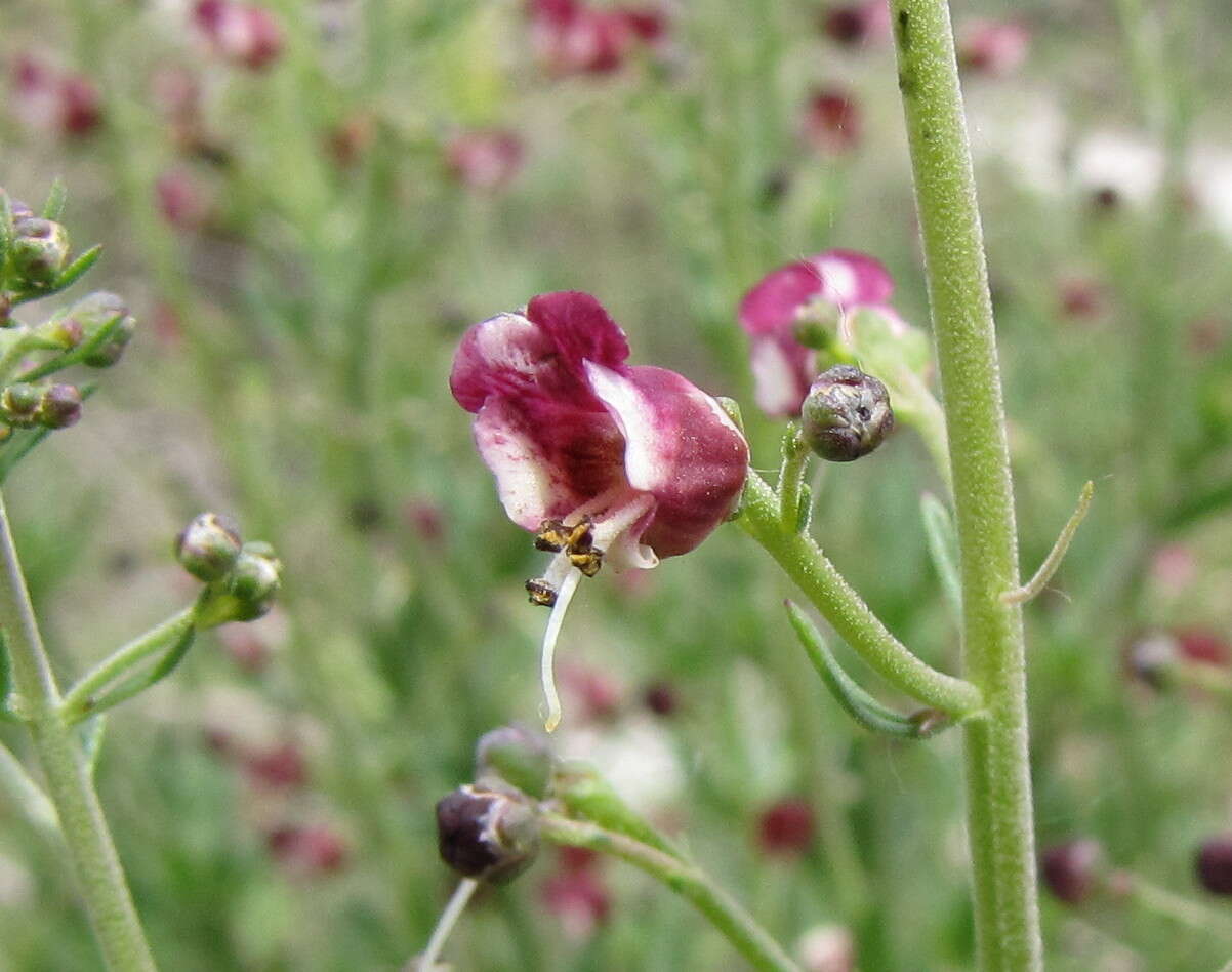 Scrophularia cretacea Fisch. resmi