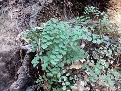 Image of Adiantum poiretii Wikstr.