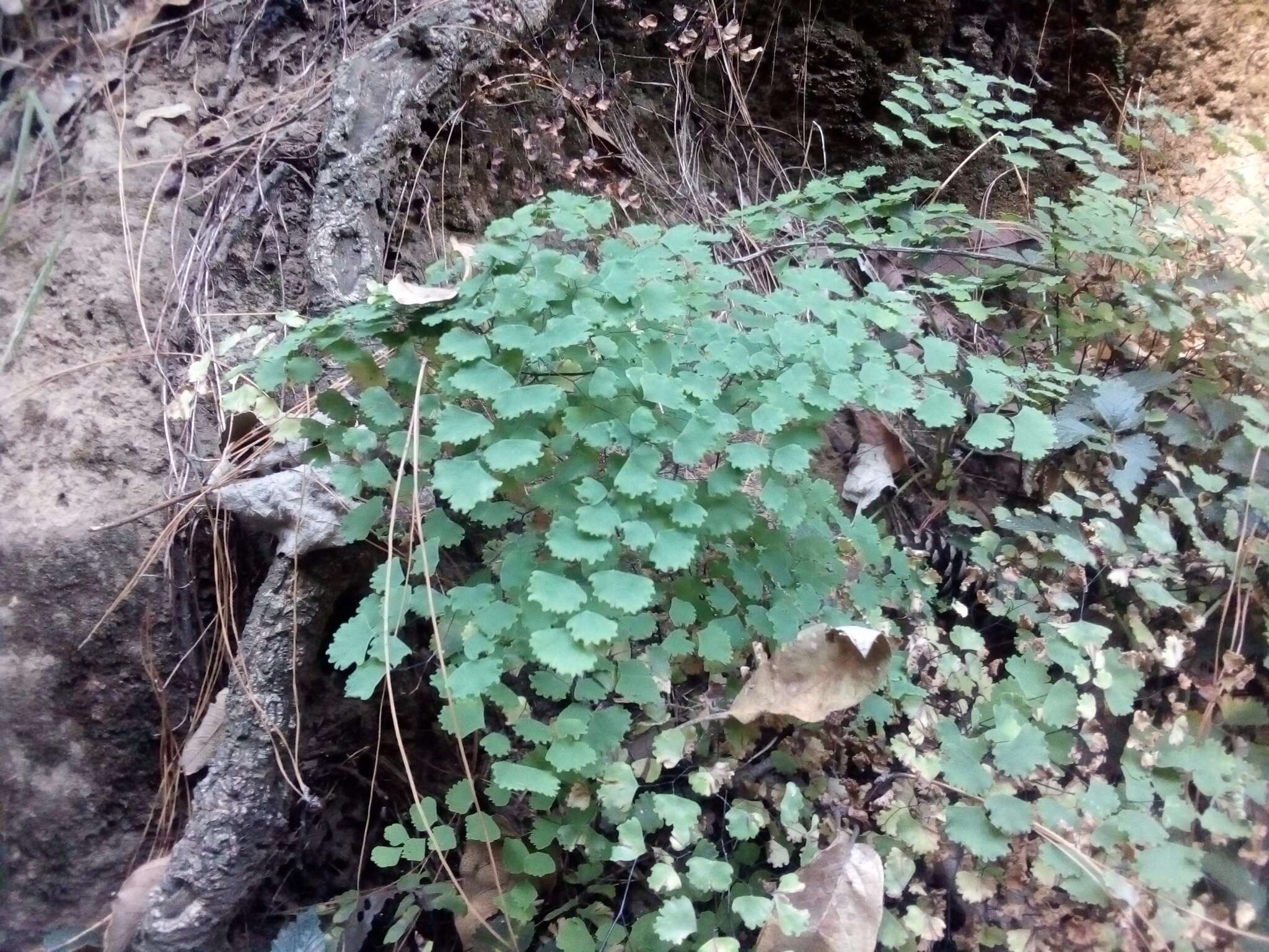 Plancia ëd Adiantum poiretii Wikstr.