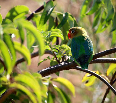 Image of Fischer's Lovebird