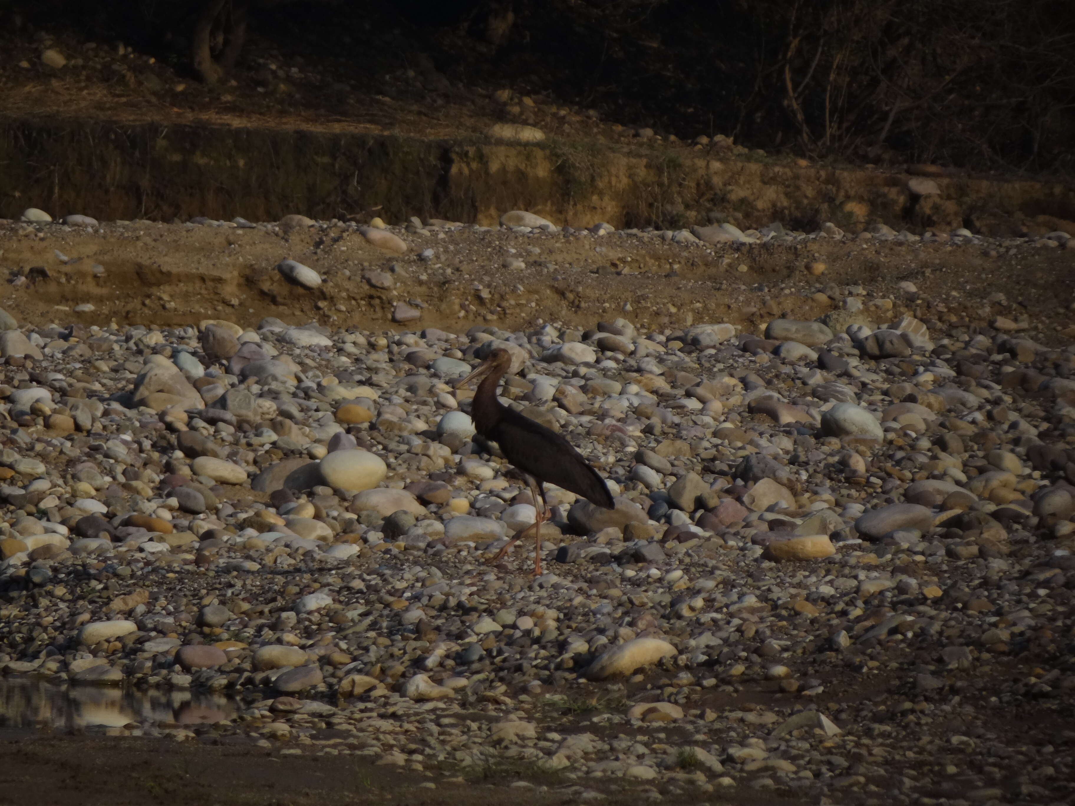 Image de Cigogne noire