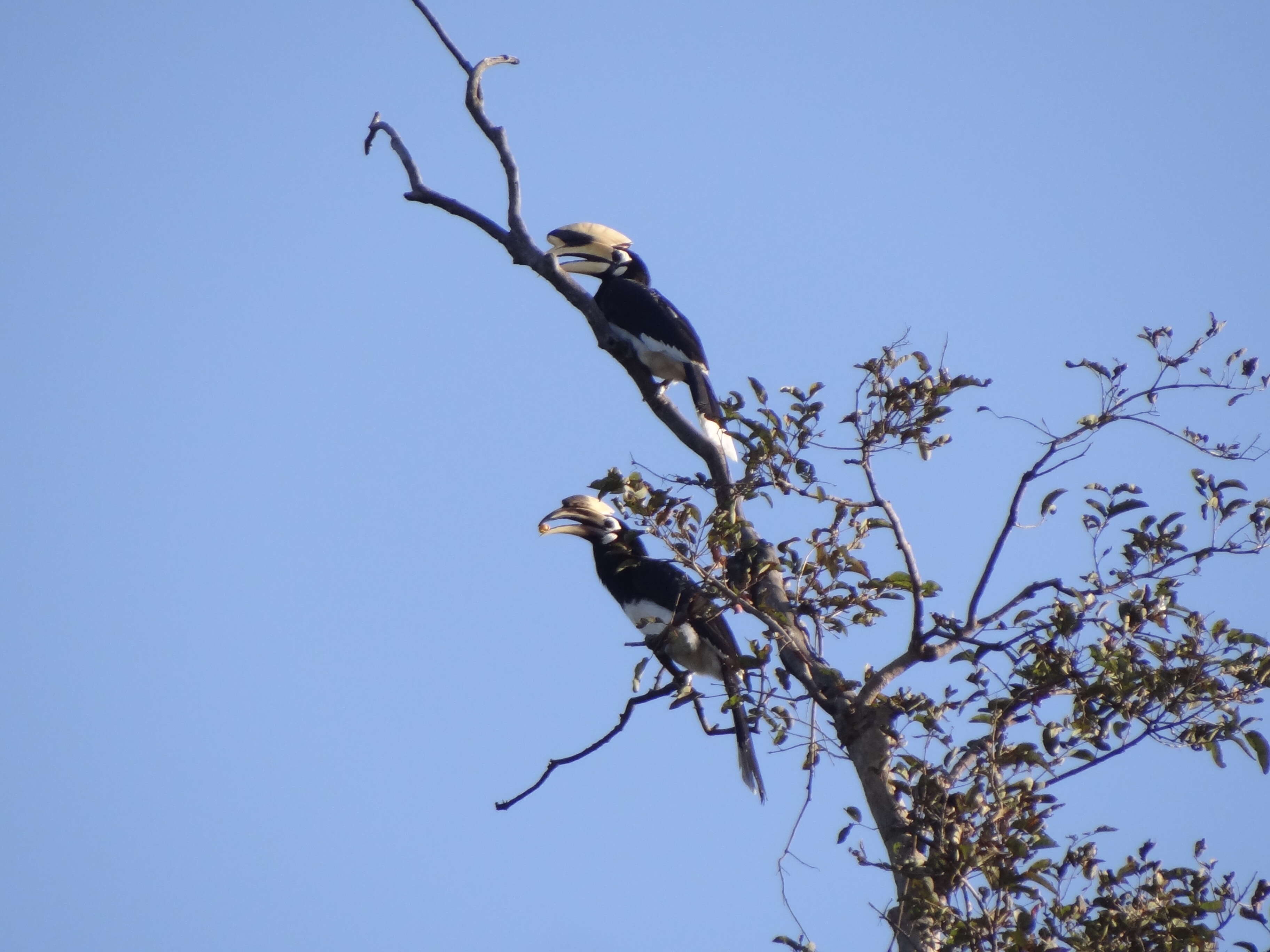 Image of Oriental Pied Hornbill