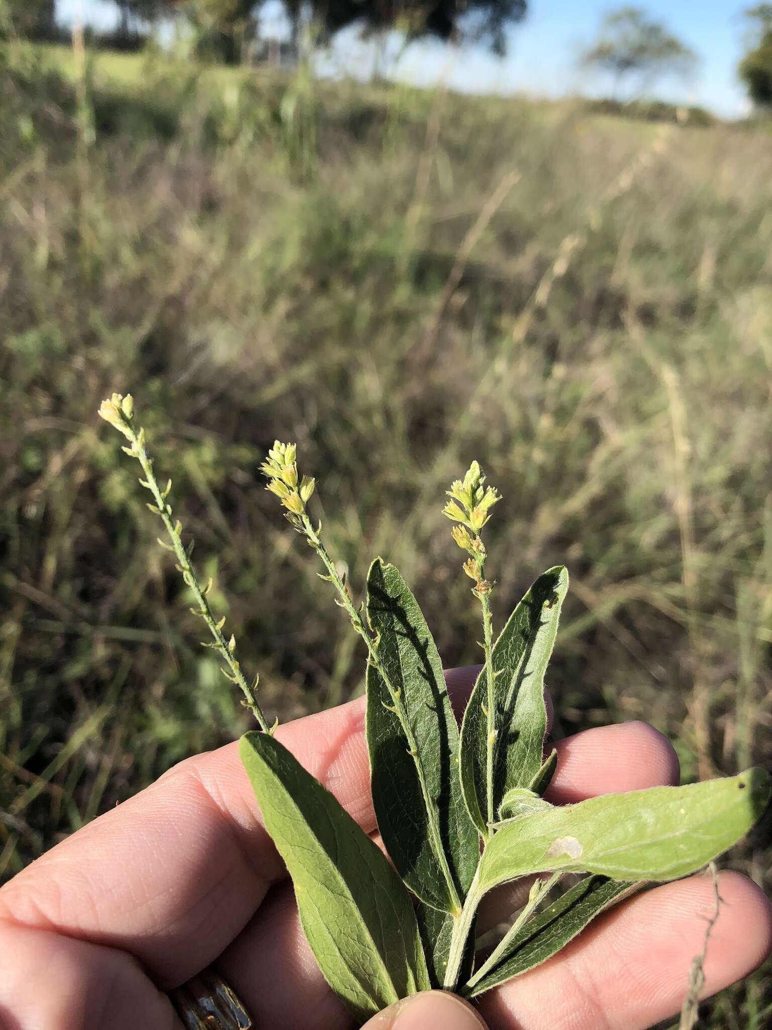 Image of tall silverbush