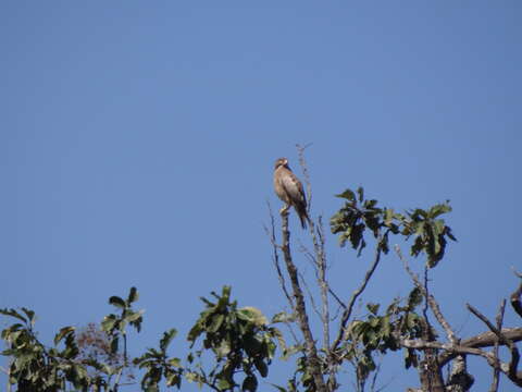 Image of White-eyed Buzzard