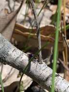 Image of Maratus hortorum Waldock 2014