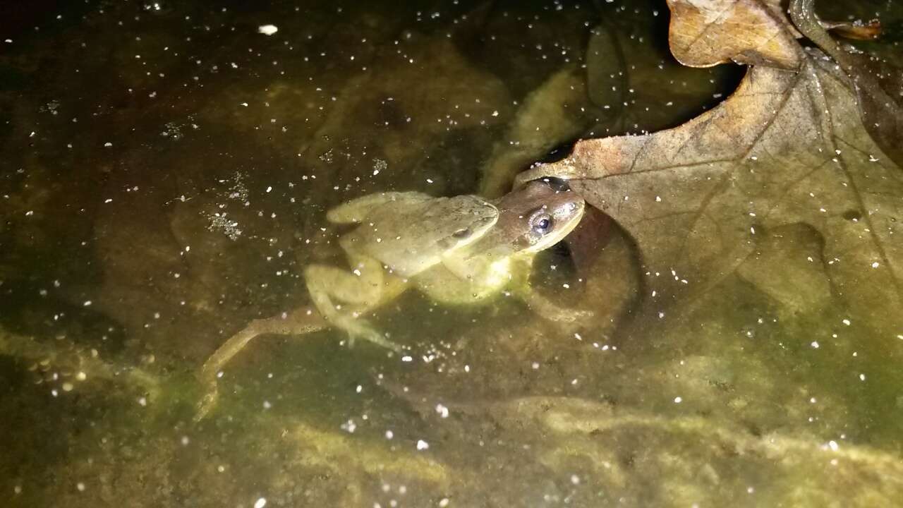 Image of Upland Chorus Frog