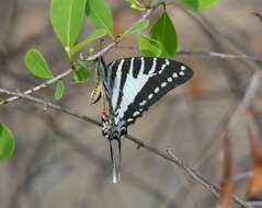 Слика од Graphium nomius (Esper 1798)