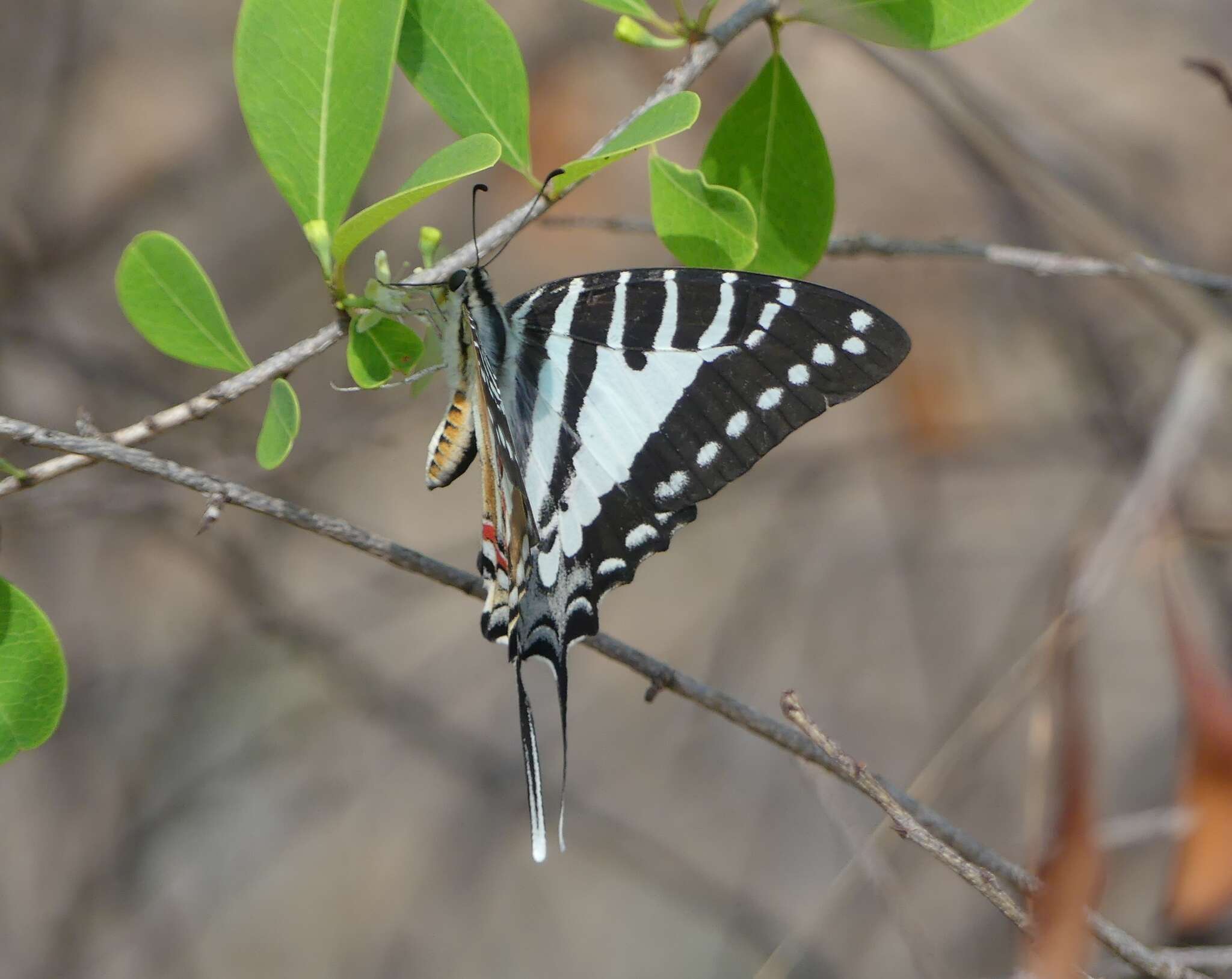 Слика од Graphium nomius (Esper 1798)