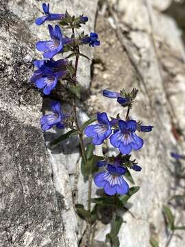 Image of low beardtongue