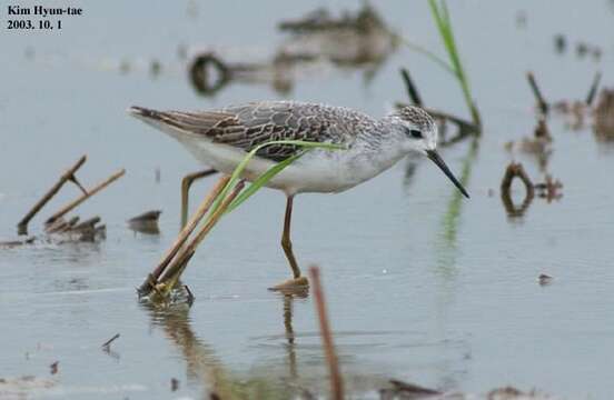 Image of Marsh Sandpiper