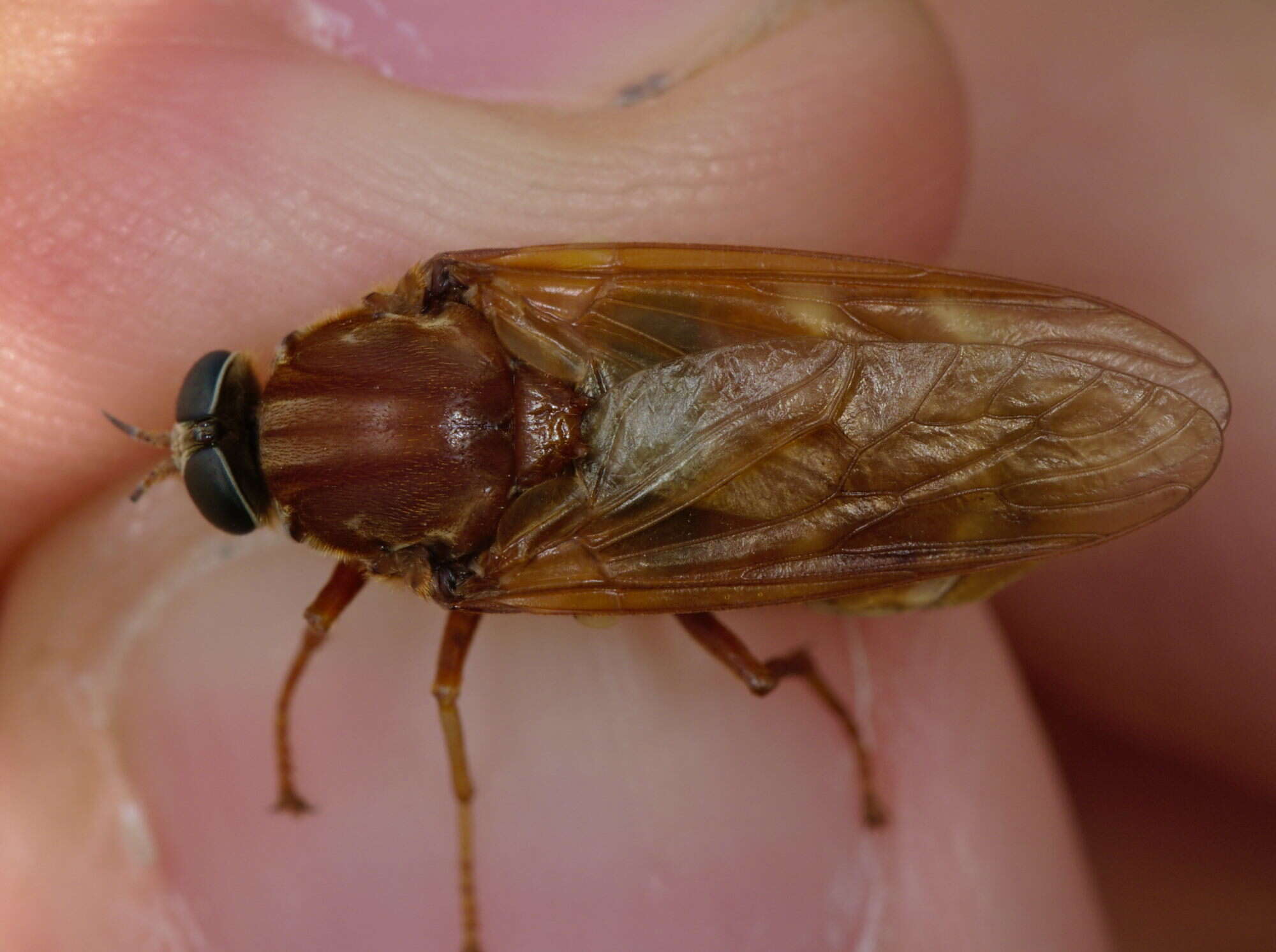 Image of Coenomyia