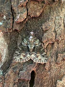 Слика од Polyclysta hypogrammata Guenée 1858