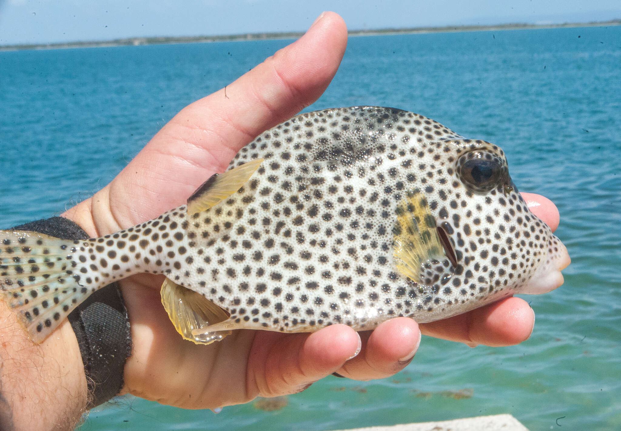 Image of Spotted Trunkfish