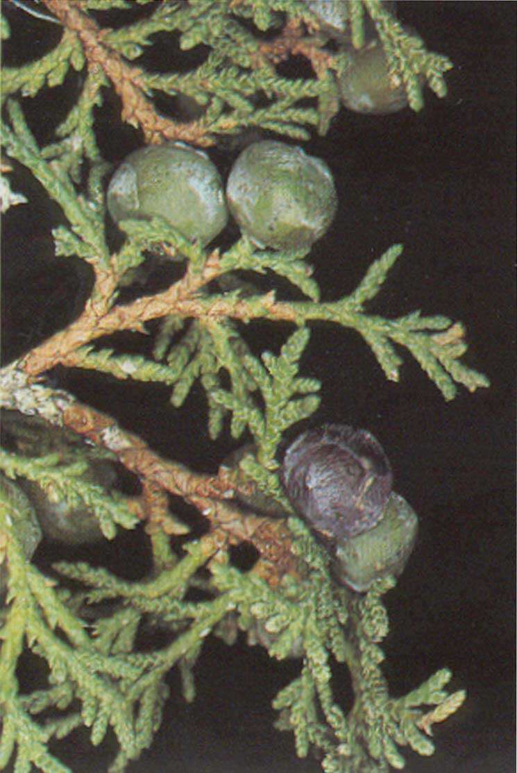 Imagem de Juniperus thurifera L.