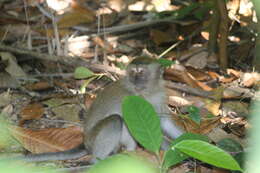 Macaca fascicularis fascicularis (Raffles 1821) resmi