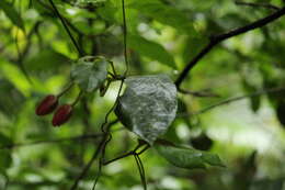 Image of Mendoncia velloziana (C. Martius) Nees