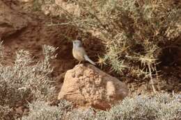 Image of Tristram's Warbler