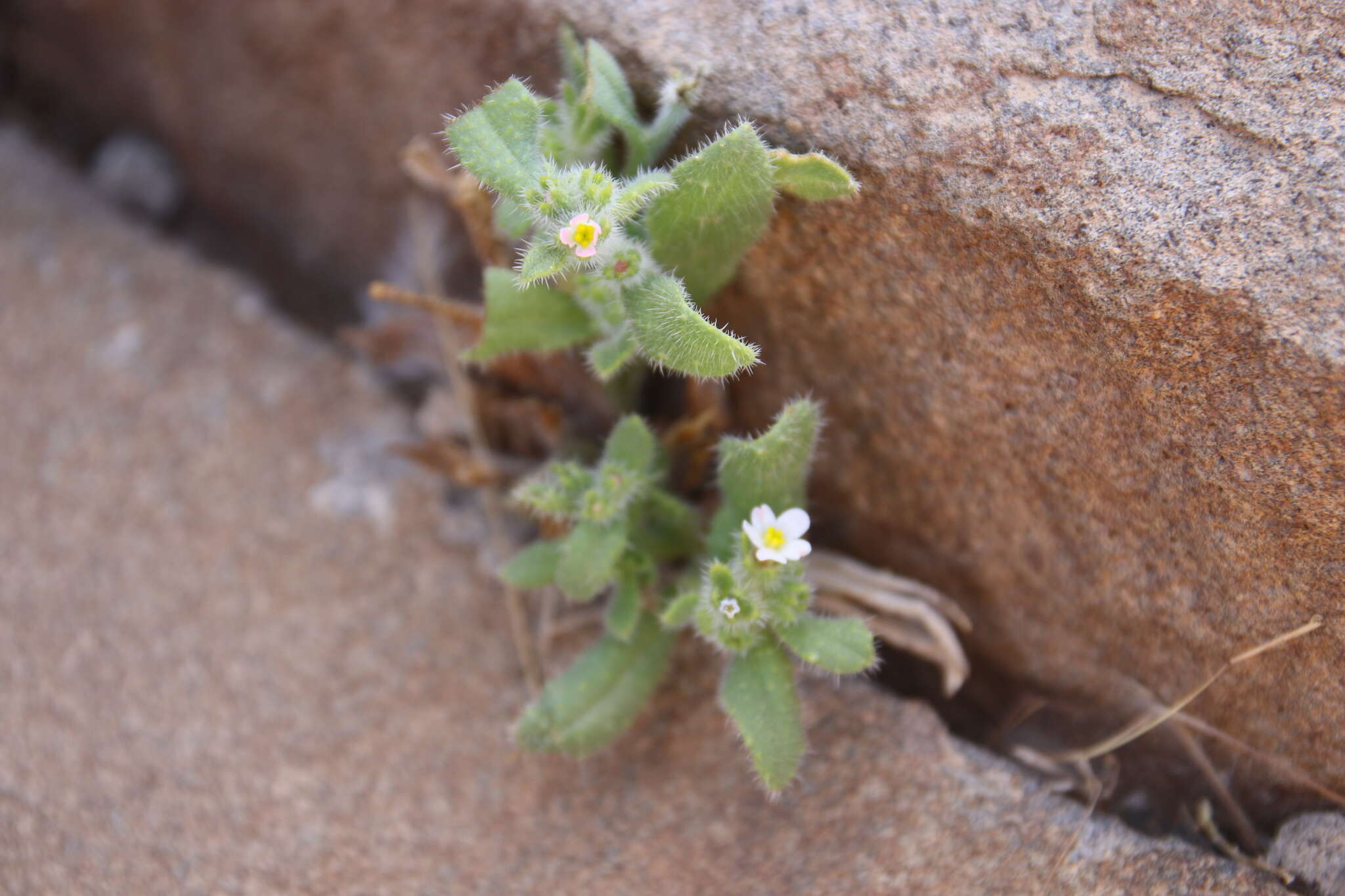 Anchusa milleri Spreng.的圖片