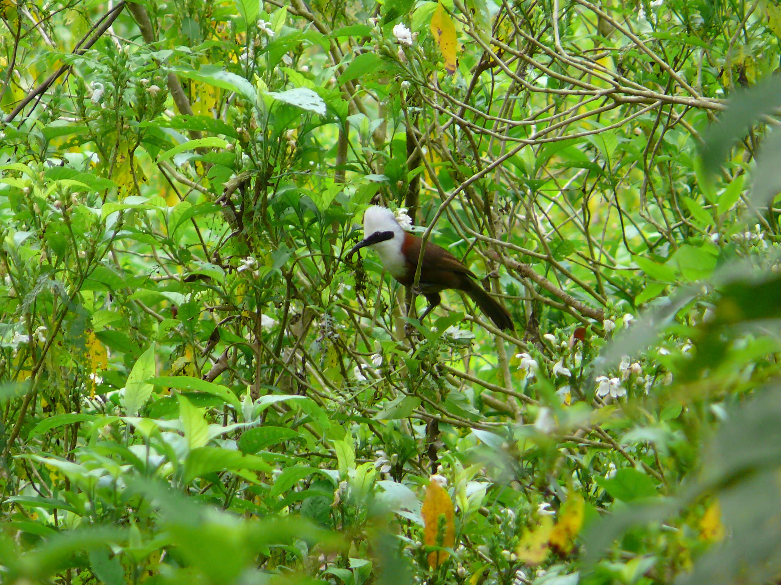 Image of White-crested Laughingthrush