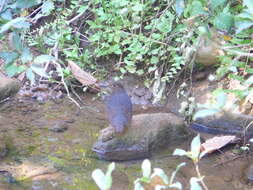 Image of Long-billed Thrush