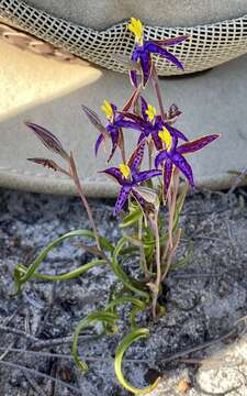 Image of Thelymitra speciosa Jeanes