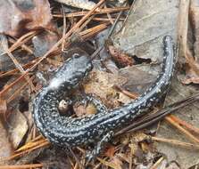 Imagem de Plethodon variolatus (Gilliams 1818)