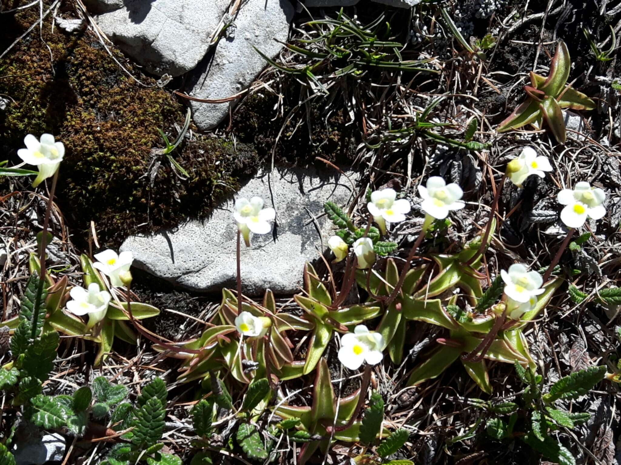 Image of Pinguicula alpina L.