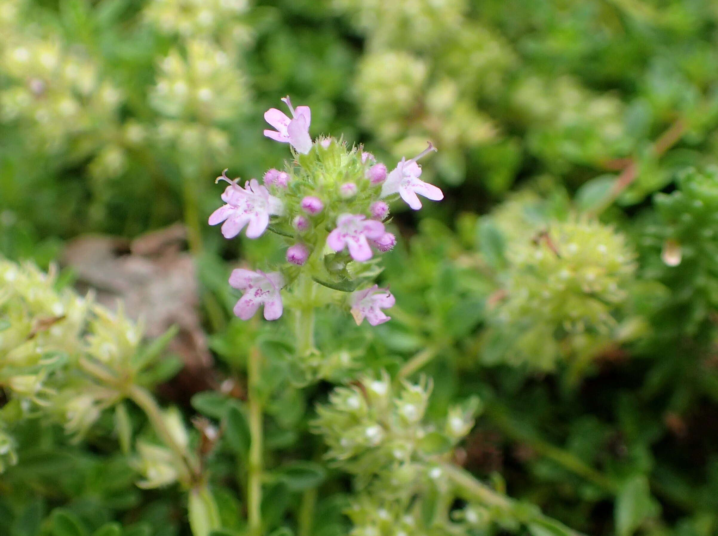 Image of creeping thyme