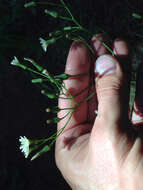 Image of white hawkweed