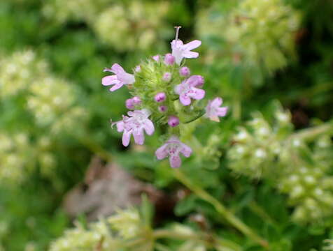 Image of creeping thyme