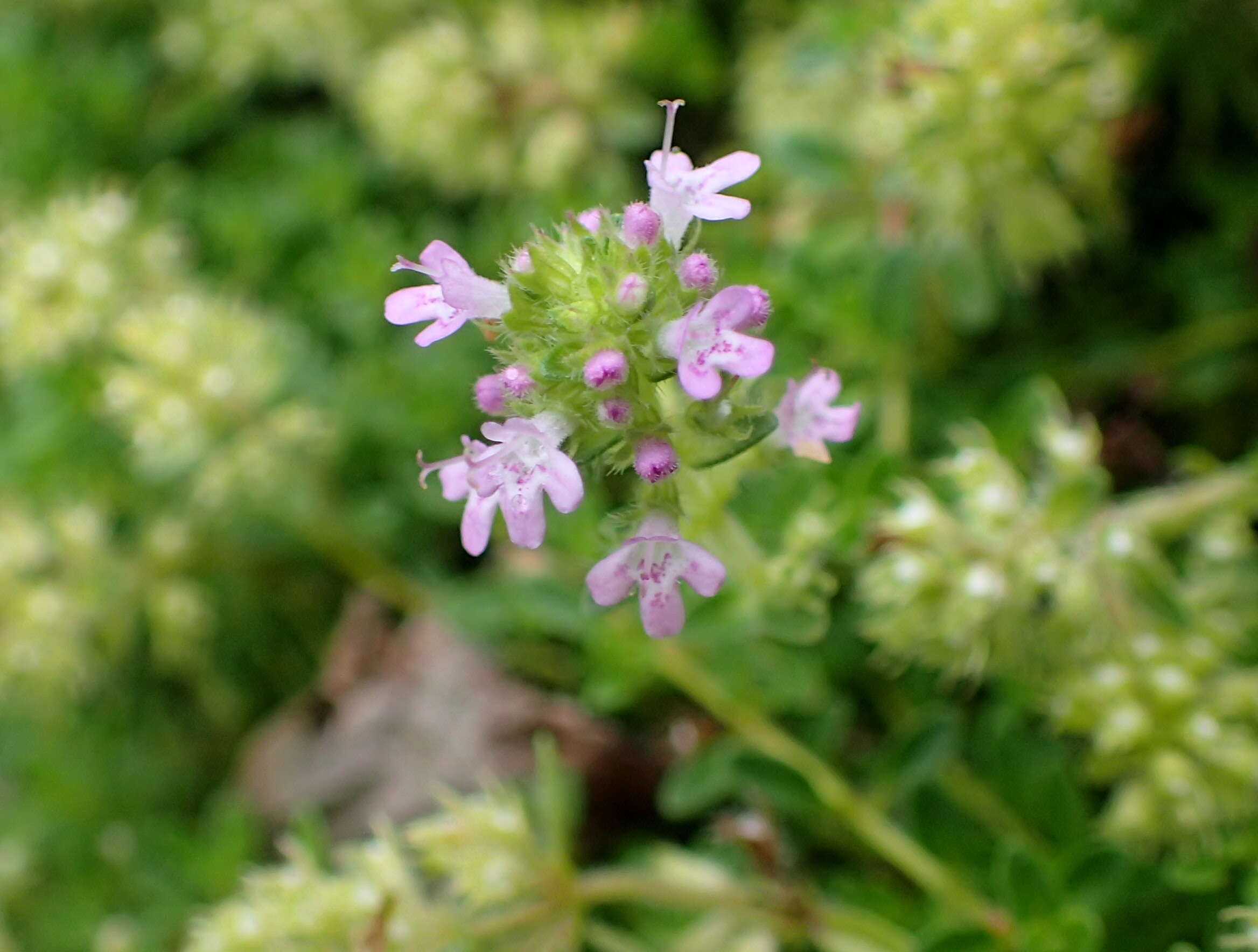 Image of creeping thyme