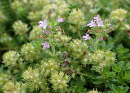 Image of creeping thyme