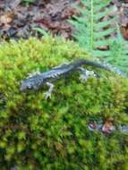 Image of Klamath Black Salamander