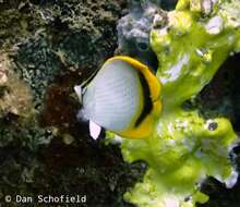 Image of Yellow-dotted butterflyfish