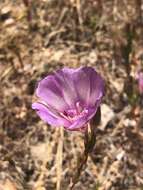 Слика од Clarkia imbricata H. & M. Lewis