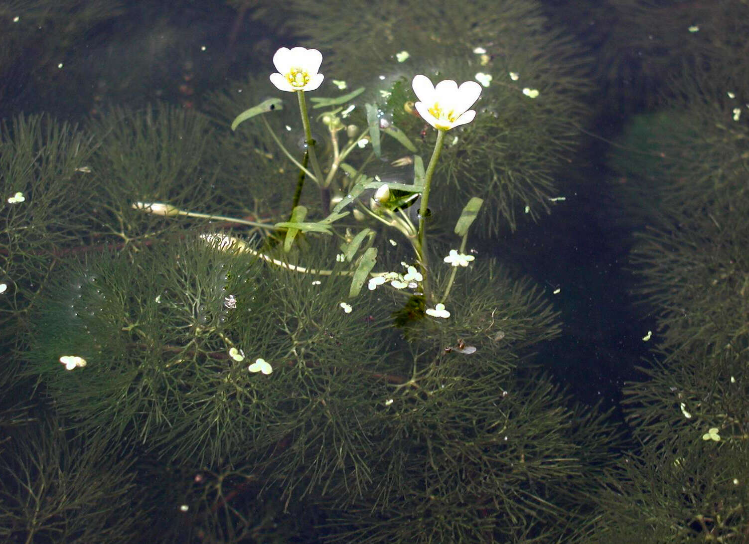 Image of Carolina fanwort