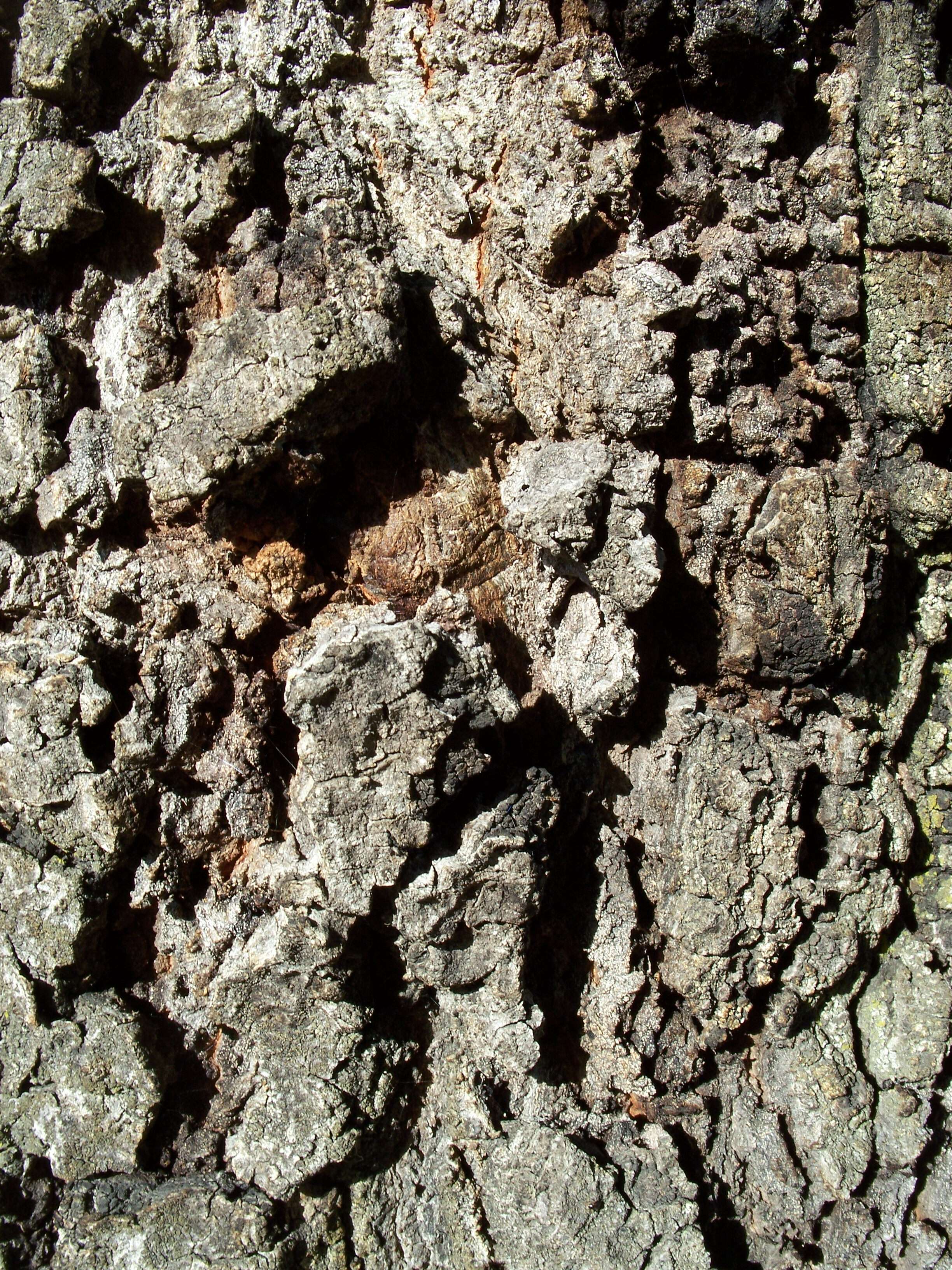 Image of California Live Oak