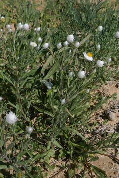 Image of Common White Sunray