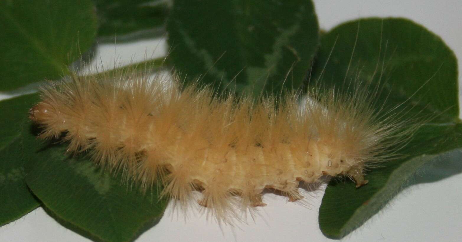 Image of Virginian Tiger Moth