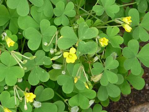 Image of slender yellow woodsorrel