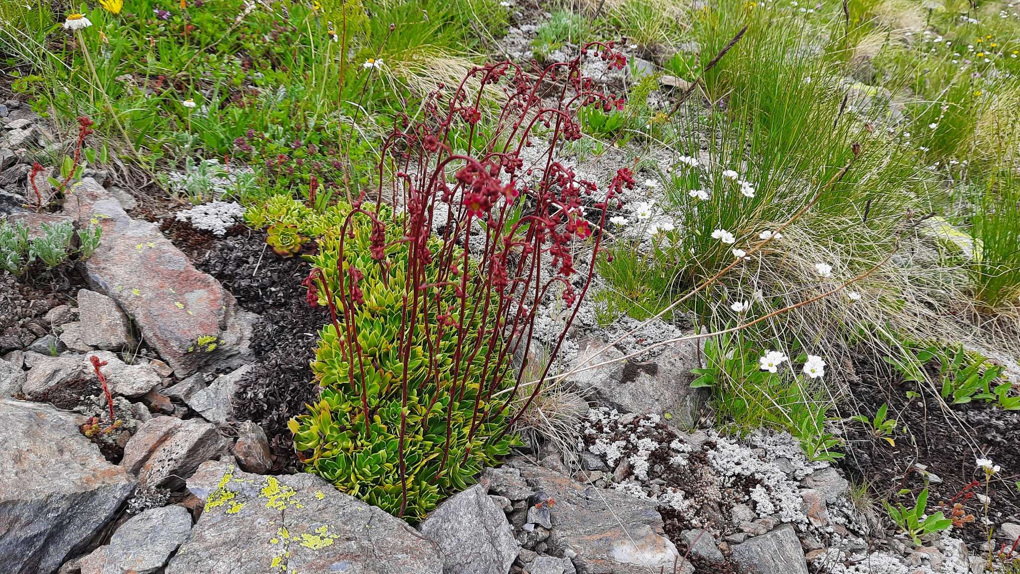 Image of Saxifraga kolenatiana Regel