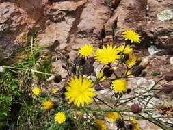 Image of Rusby's hawkweed