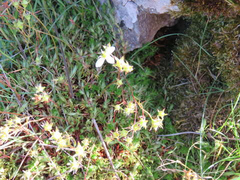 Image of Saxifraga hypnoides L.