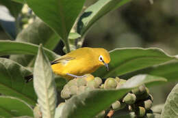 Image of African Yellow White-eye